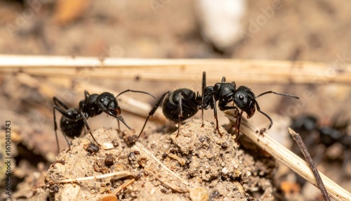 Intricate world of ants, macro focus on ground dwelling black garden ants