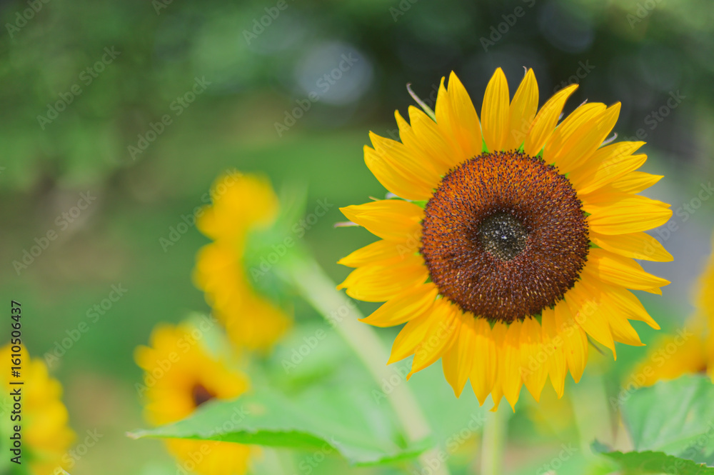 Obraz premium 自然の中で咲くひまわりの花