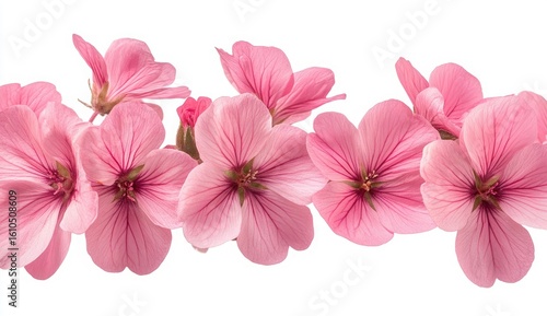 Beautiful pink flowers with delicate petals showcasing intricate patterns and vibrant colors on a white background