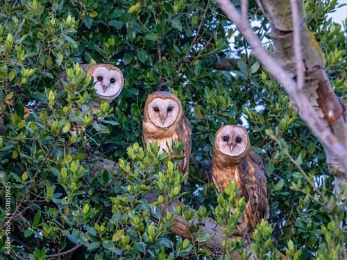 Three Barn Owls Perched in Dense Green Foliage