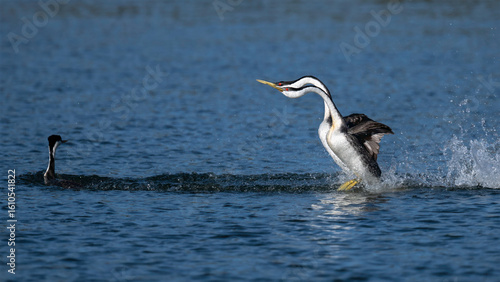 Western Grebes Performing Courtship Rushing Dance