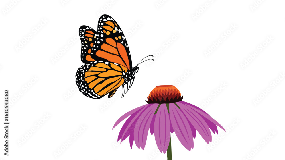 Fototapeta premium Monarch Butterfly and Purple Coneflower: butterfly, monarch, insect, flower, coneflower, and more. This image captures various elements such as purple, orange, black, white, nature.