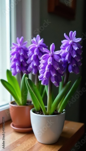 Vibrant purple hyacinth blossoms in simple pots , plant photography, floral arrangement