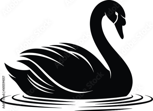 black swan isolated on white background