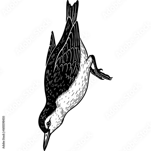 Rustic woodcut style illustration of a nuthatch bird descending headfirst. Vintage black and white wildlife art, natural history theme.