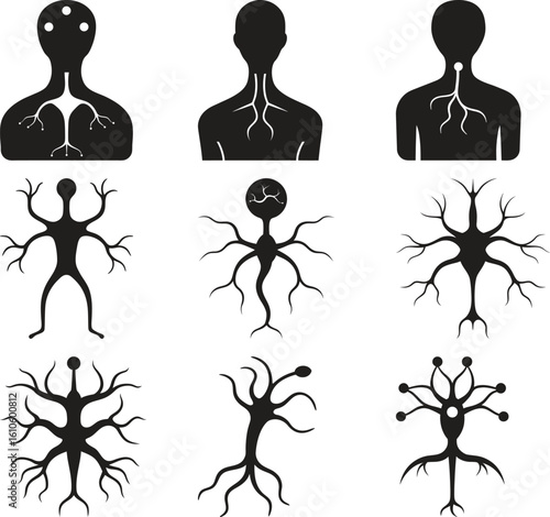Simplified Illustration of Neuron Development and Structure