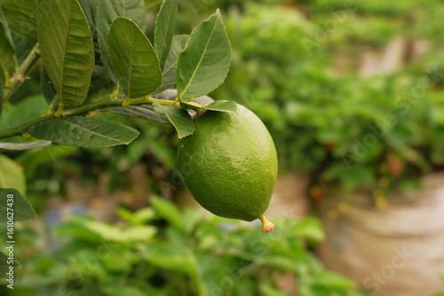 Wallpaper Mural Green lemon on the tree blurred green background, an excellent source of vitamin C. blurred green lime on the tree. green oranges on the trees Torontodigital.ca