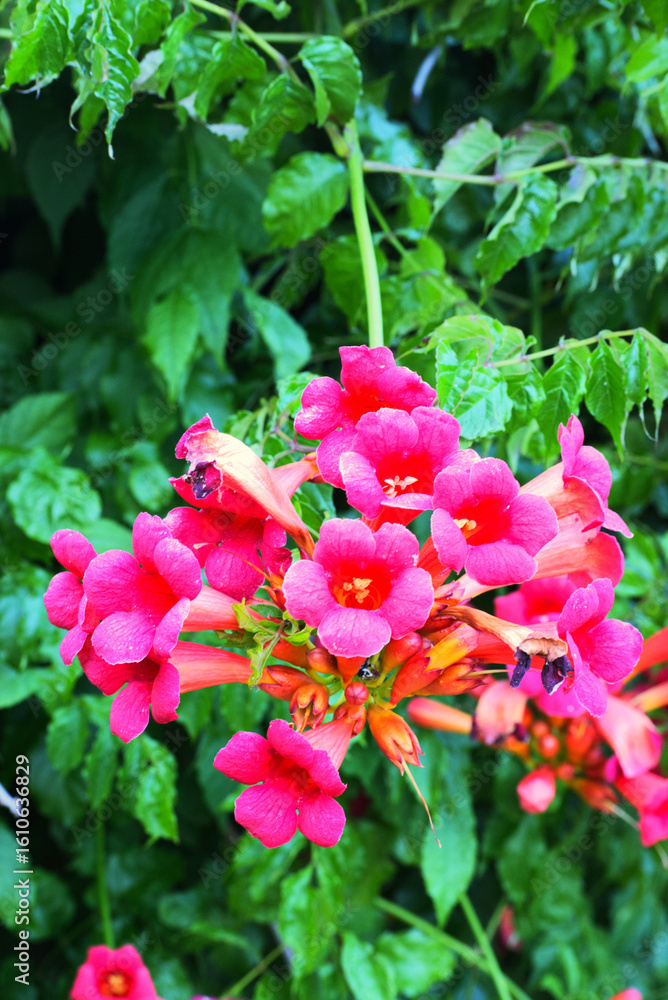 trumpet vine, yellow trumpet vine, trumpet creeper, cow-itch vine, or hummingbird vine (Campsis radicans) trumpet vine, yellow trumpet vine, trumpet creeper, cow-itch vine, or hummingbird vine (Campsis radicans)