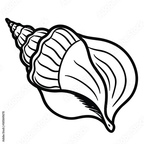 Detailed line drawing of a spiral seashell with prominent ribbing and a flared opening