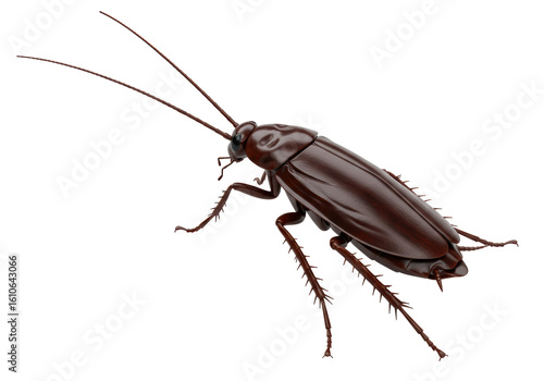Cuadro en lienzo Isolated Brown Cockroach with Long Antennae
