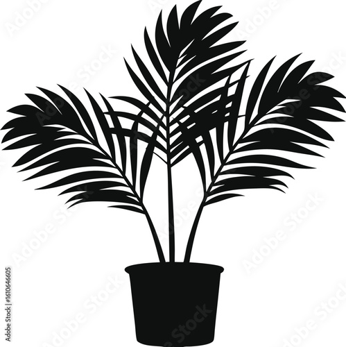 Photos Minimal line art of areca palm in thin black outline style elegant tropical vect