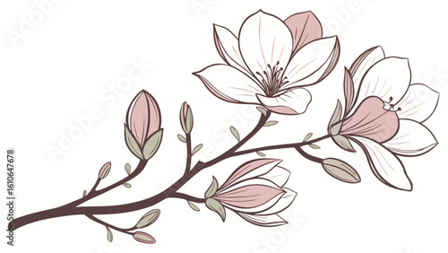 Magnolia flower drawing vector illustration, floral blossom branch with buds and blooms botanical line art design