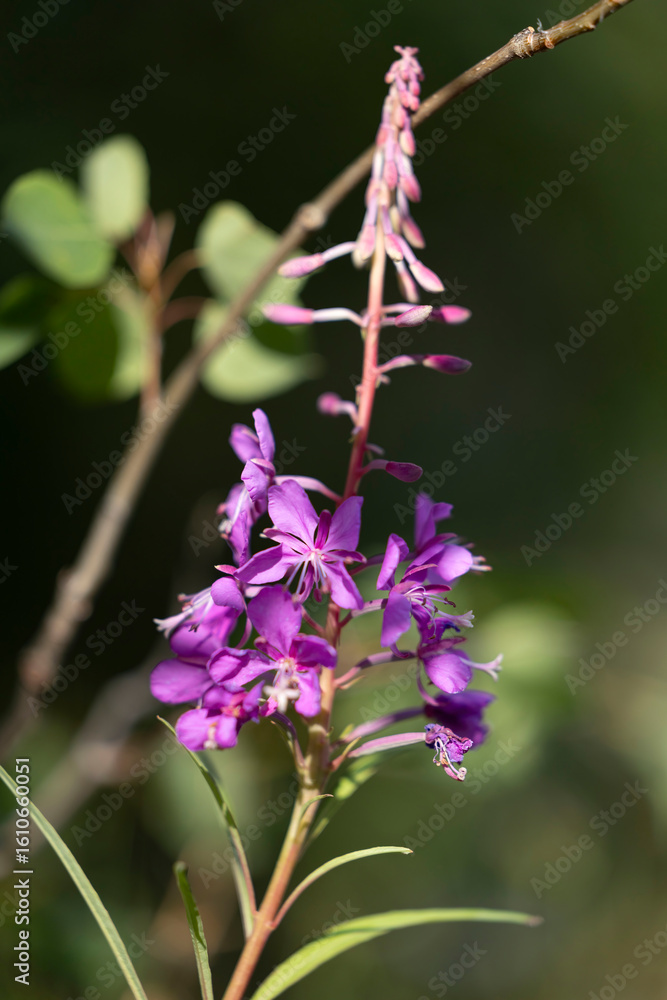 Obraz premium Light on fireweed at Jan Lake in Alaska