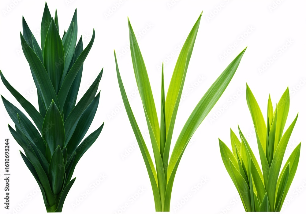 Obraz premium Green Foliage Collection