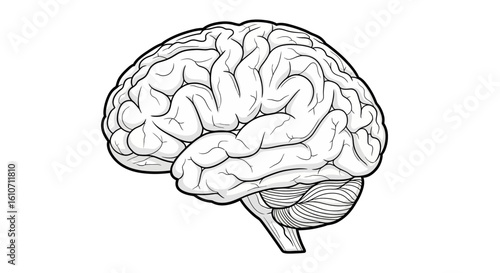 Detailed black and white illustration of a human brain, side view, anatomical study.