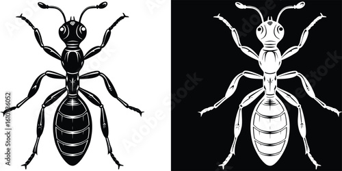 Striking Detailed Ant Insect Creature Monochrome Isolated on Split Background