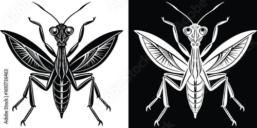 Detailed Line Art Praying Mantis Insect Illustration in Black and White