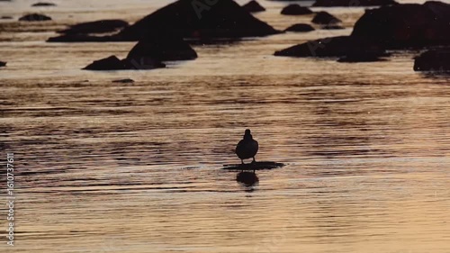 Wasservogel im Abendlicht 