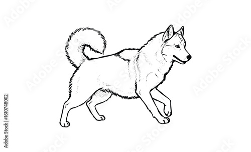 Black and white drawing of a walking husky dog with bushy tail and pointed ears. Vector retro hand drawn illustration