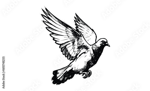 Detailed black and white sketch of a flying pigeon with outstretched wings. Vector retro hand drawn illustration