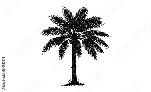 Silhouette of a tropical palm tree with detailed leaves. Vector retro hand drawn illustration