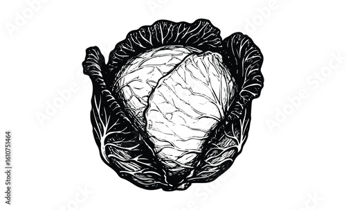 Detailed black and white cabbage illustration with open leaves. Vector retro hand drawn illustration