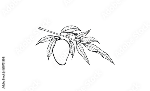 Black and white mango fruit sketch with detailed leaves on branch. Vector retro hand drawn illustration