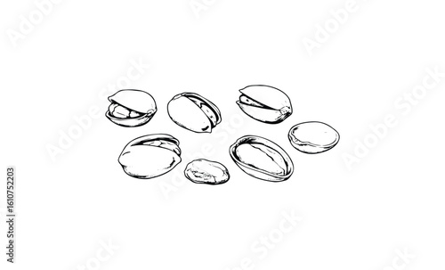 Hand-drawn black and white illustration of shelled pistachio nuts. Vector retro hand drawn illustration