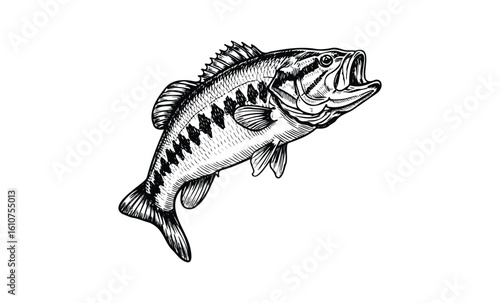 Detailed black and white illustration of a largemouth bass jumping. Vector retro hand drawn illustration