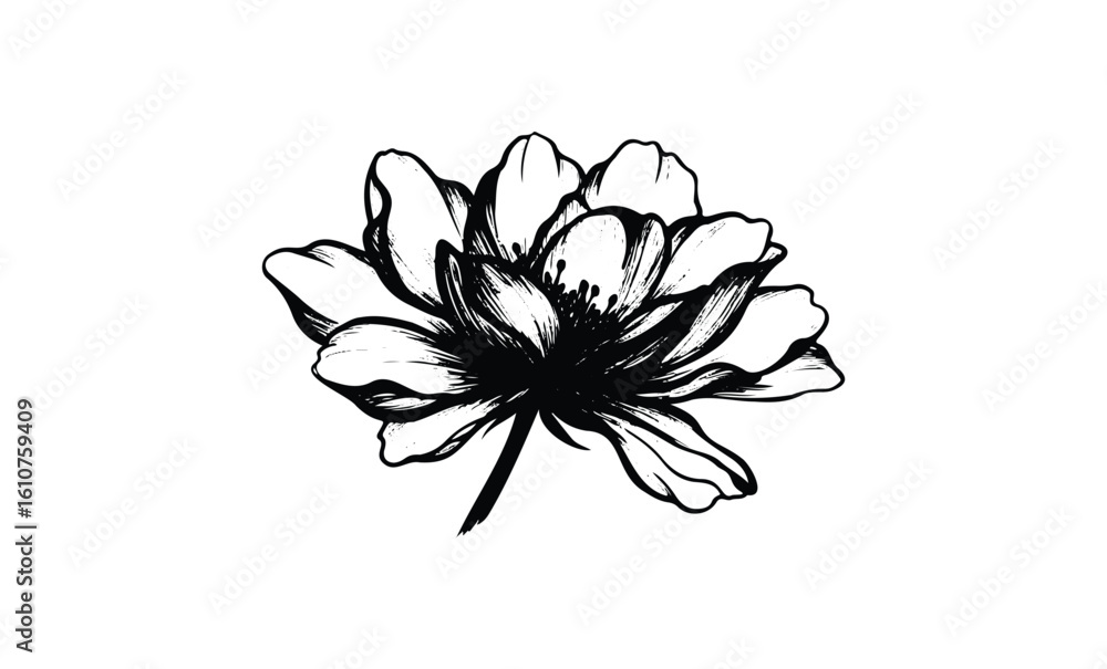 Fototapeta premium Intricate black and white flower illustration with detailed petals. Vector retro hand drawn illustration