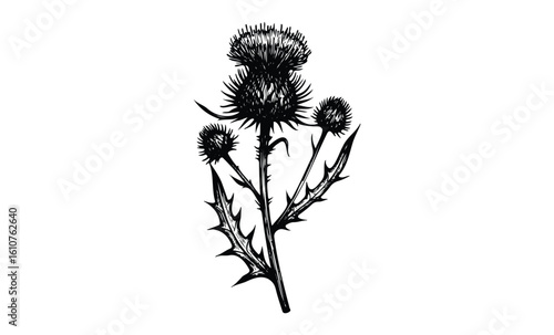 Wallpaper Mural Detailed black and white thistle drawing with spiky leaves and flowers. Vector retro hand drawn illustration Torontodigital.ca