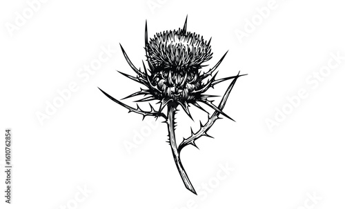 Detailed black and white thistle illustration with sharp spines and textured blossom. Vector retro hand drawn illustration