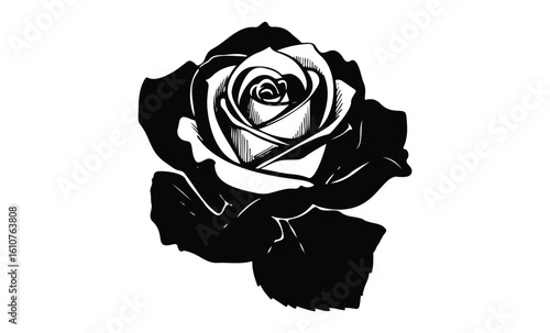 Black and white rose illustration: detailed floral design. Vector retro hand drawn illustration