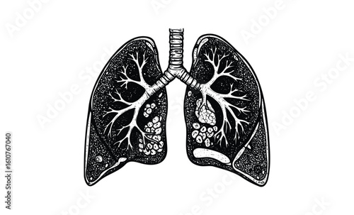 Detailed black and white anatomical drawing of human lungs with bronchi and alveoli. Vector retro hand drawn illustration