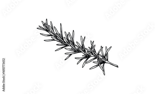Detailed black and white rosemary illustration. Vector retro hand drawn illustration