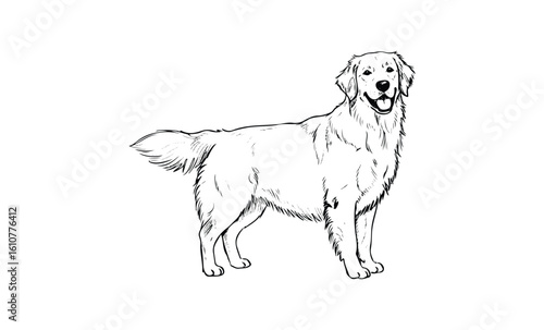 Golden retriever line art illustration of standing dog with wagging tail. Vector retro hand drawn illustration