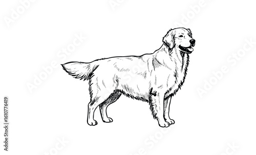 Detailed line art of golden retriever standing. Vector retro hand drawn illustration