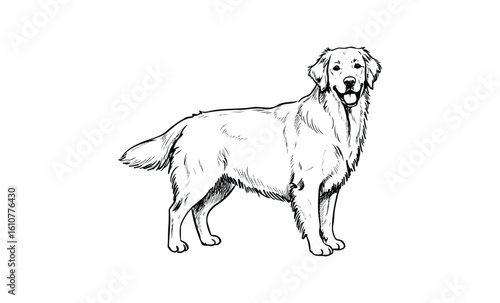 Detailed line art of a happy adult golden retriever standing. Vector retro hand drawn illustration