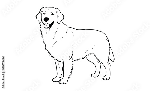 Golden retriever outline drawing with detailed features. Vector retro hand drawn illustration