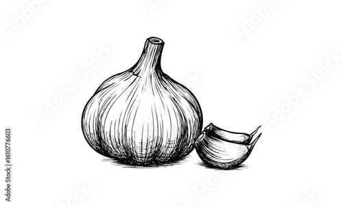 Hand-drawn garlic illustration with whole bulb and clove in black and white. Vector retro hand drawn illustration