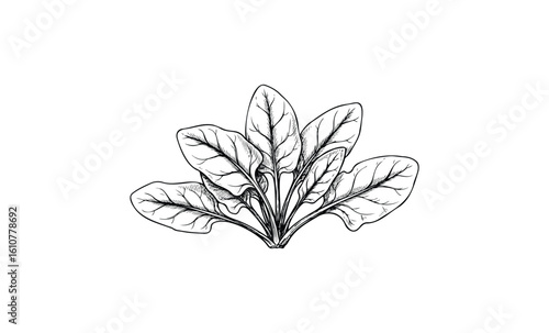 Detailed black and white spinach illustration. Vector retro hand drawn illustration