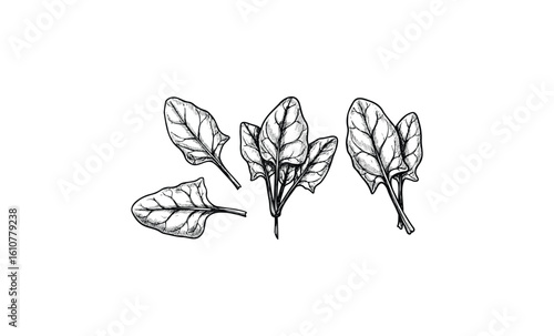 Detailed black and white spinach leaf illustrations in various positions. Vector retro hand drawn illustration