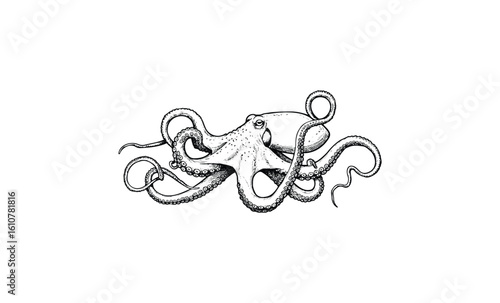 Intricate black and white octopus drawing with detailed tentacles. Vector retro hand drawn illustration