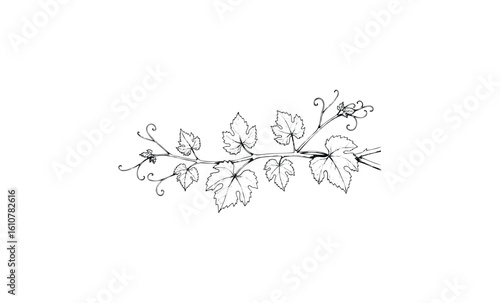 Intricate black and white grapevine line drawing with detailed leaves and tendrils. Vector retro hand drawn illustration