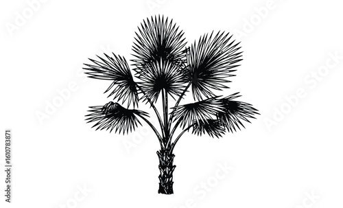 Monochrome silhouette of decorative fan palm tree with spiky leaves. Vector retro hand drawn illustration