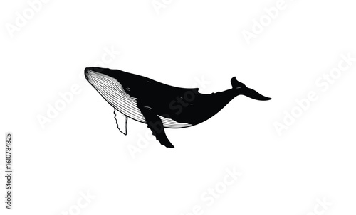 Black and white humpback whale illustration. Vector retro hand drawn illustration