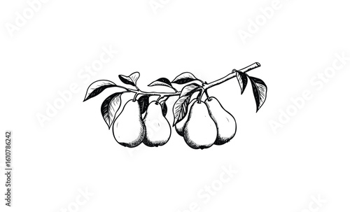 Hand-drawn pears on branch with leaves. Vector retro hand drawn illustration