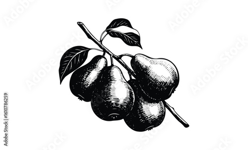 Vintage black and white pear illustration on branch with leaves. Vector retro hand drawn illustration