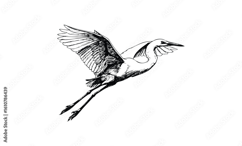 Obraz premium Detailed black and white heron illustration in flight. Vector retro hand drawn illustration