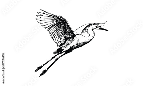 Detailed black and white illustration of a graceful flying heron. Vector retro hand drawn illustration